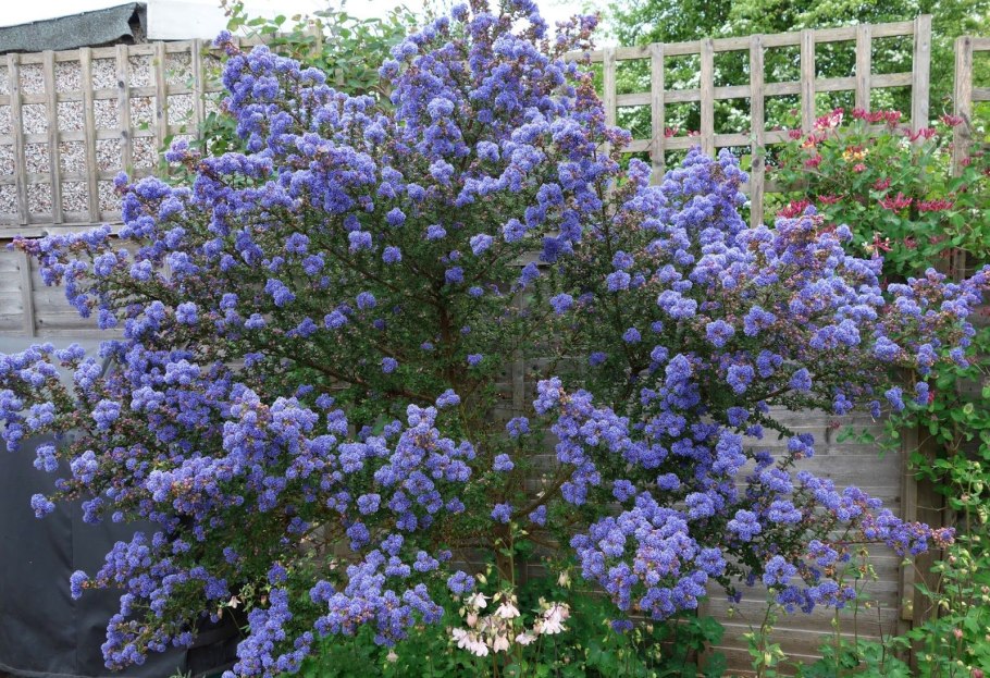 Цеанотус Блю сапфир