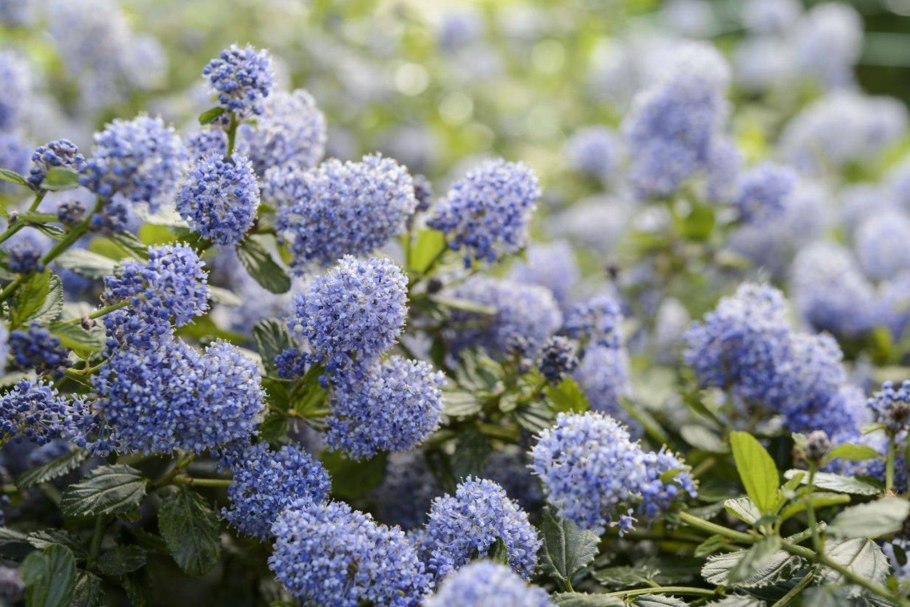 Ceanothus thyrsiflorus skylark