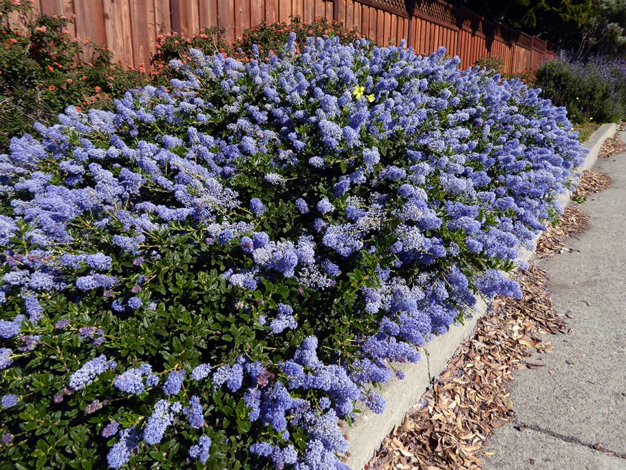 Ceanothus thyrsiflorus var repens