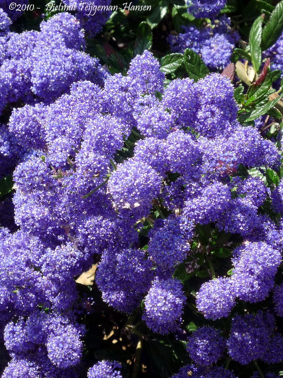 Цеанотус виктория