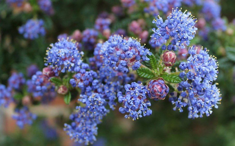 Ceanothus 'concha'