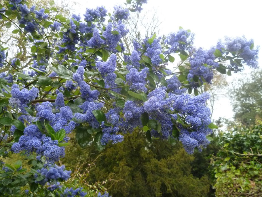 Ceanothus thyrsiflorus skylark