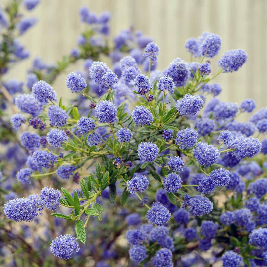 Цеанотус виктория