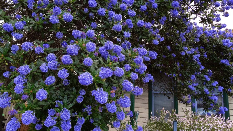 Ceanothus impressus