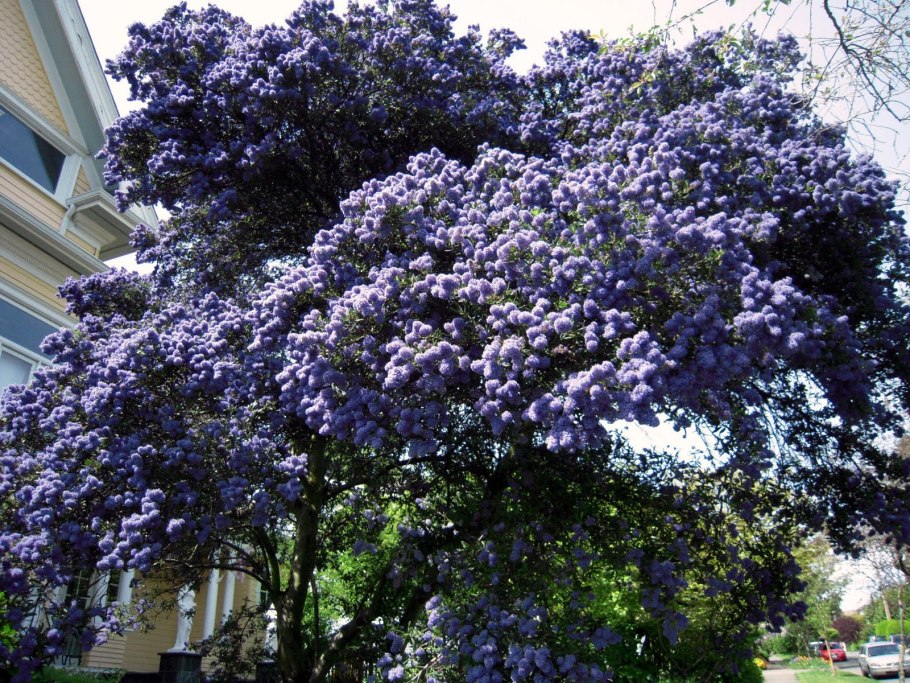 Ceanothus thyrsiflorus var repens