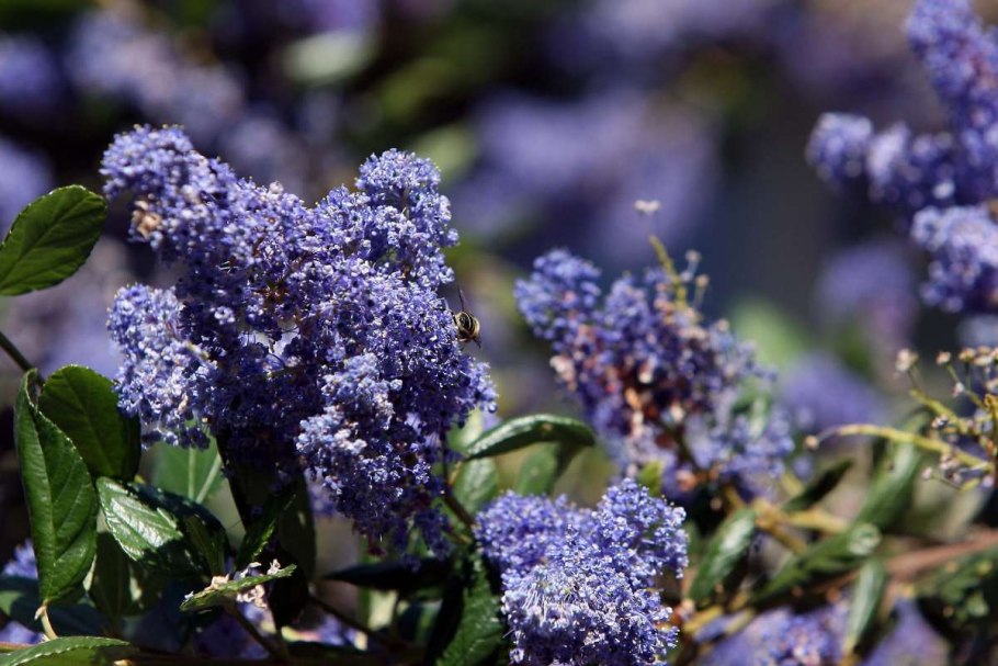 Краснокоренник (Цеанотус) пирамидальный