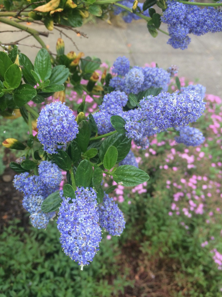 Цеанотус виктория