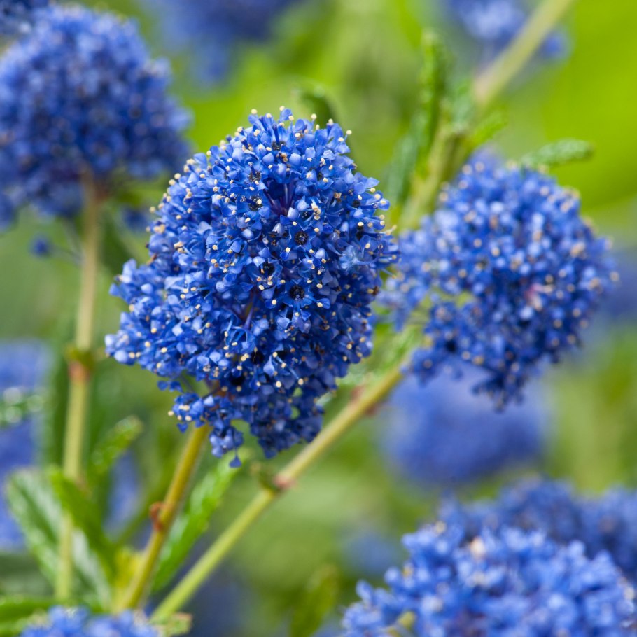 Ceanothus impressus