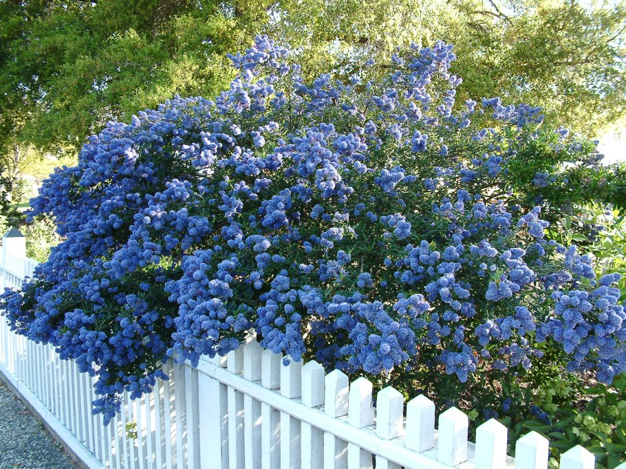 Ceanothus impressus