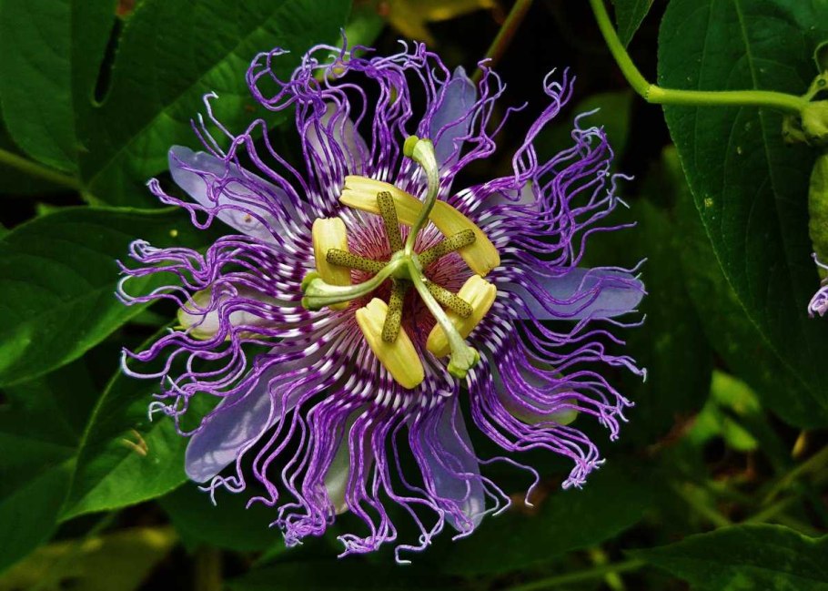 Calotropis gigantea (Калотропис)