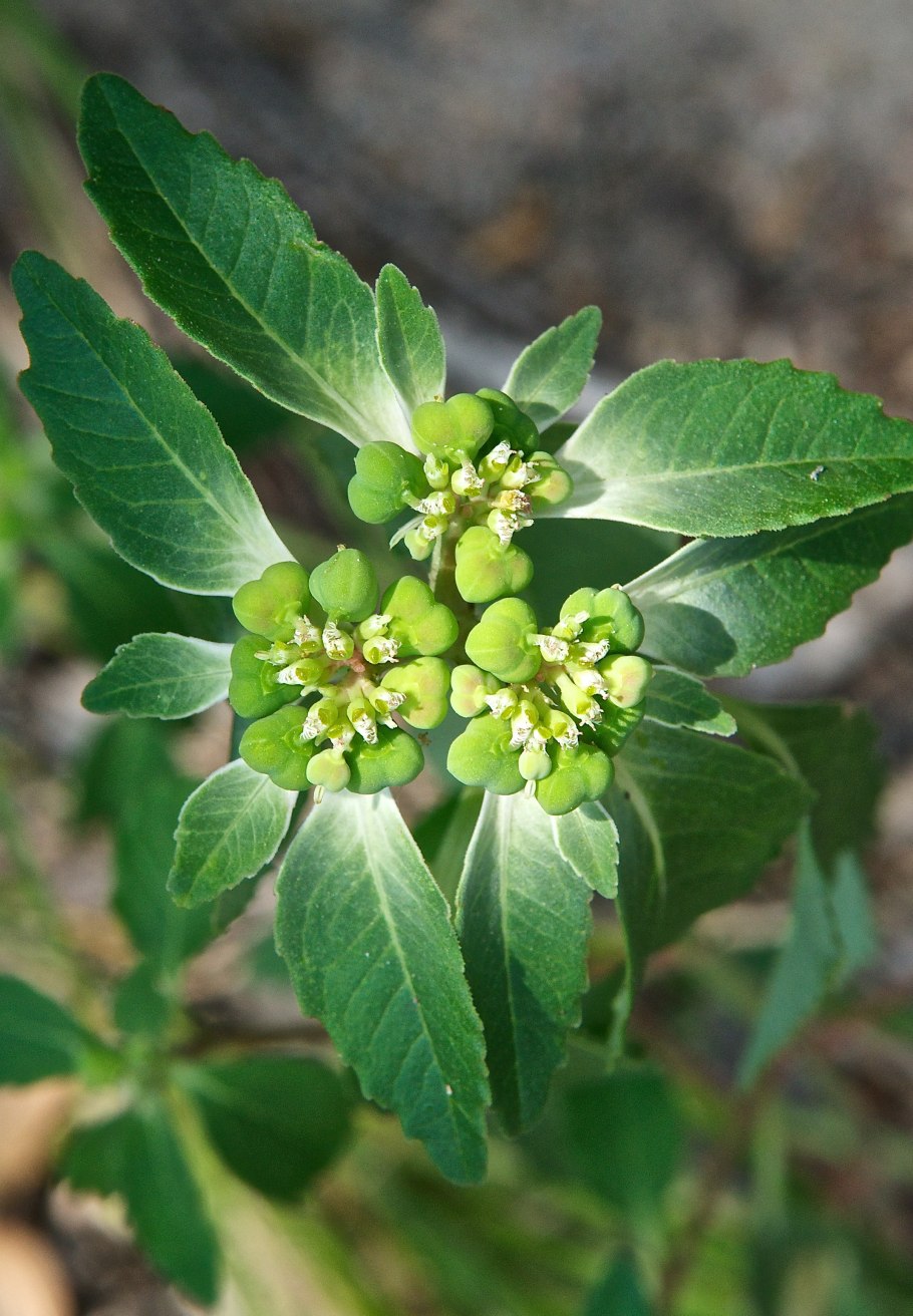 Молочай зубовидный