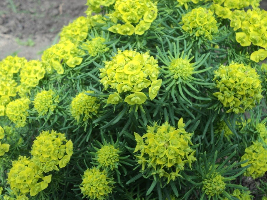 Молочай кипарисовый euphorbia cyparissias