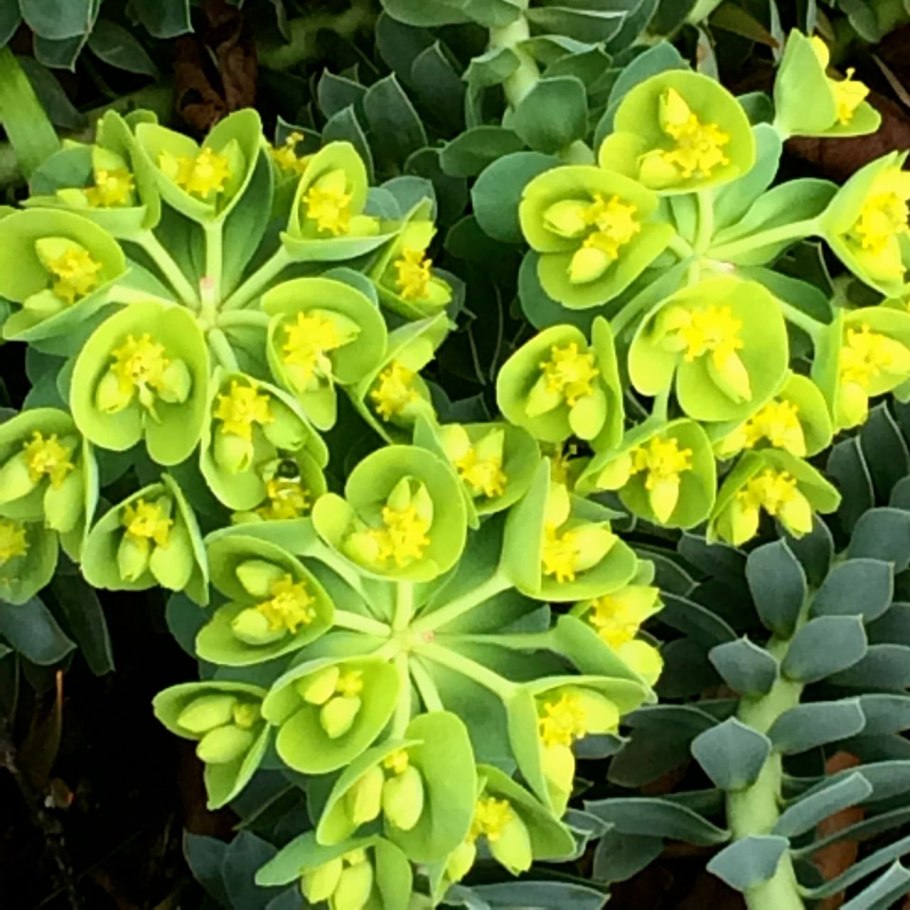 Молочай myrsinites