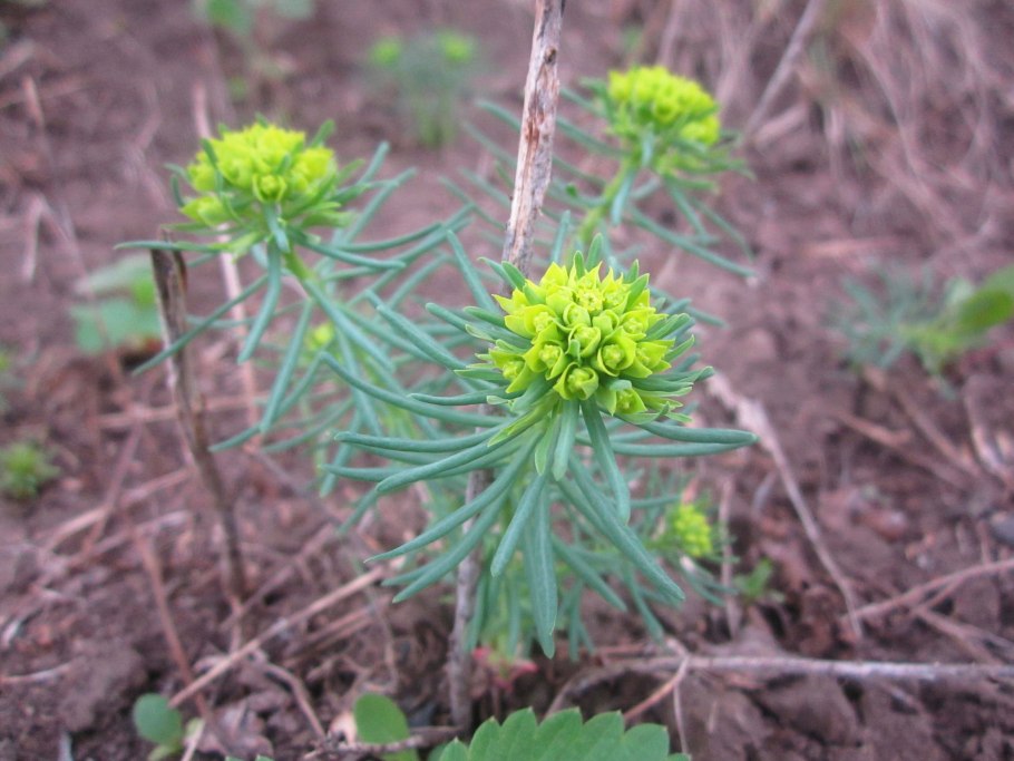 Молочай кипарисовый euphorbia cyparissias