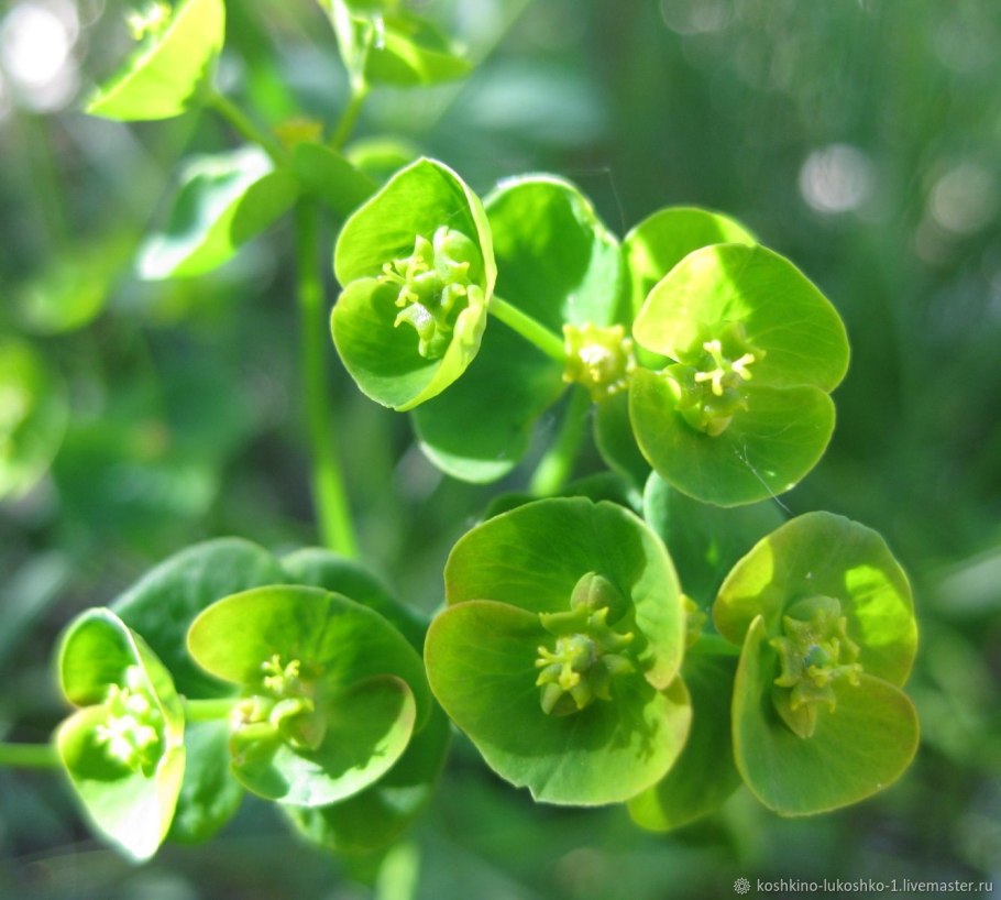 Молочай Жигулёвский (Euphorbia zhiguliensis)