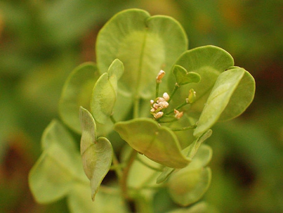 Пастушья сумка (Capsella Bursa-pastoris)