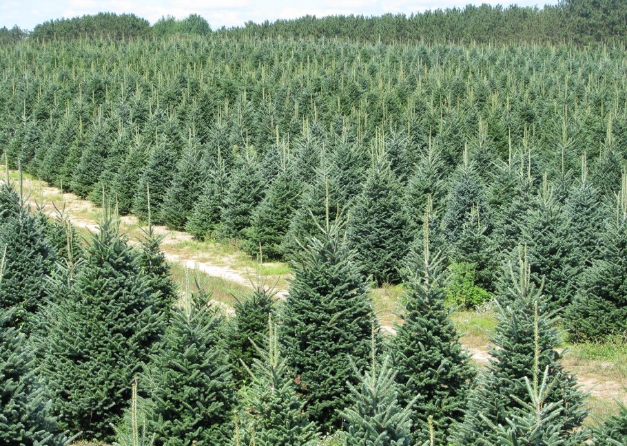 Пихта бальзамическая сибирская