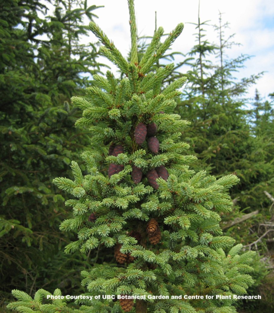 Ель чёрная (лат. Picea Mariana