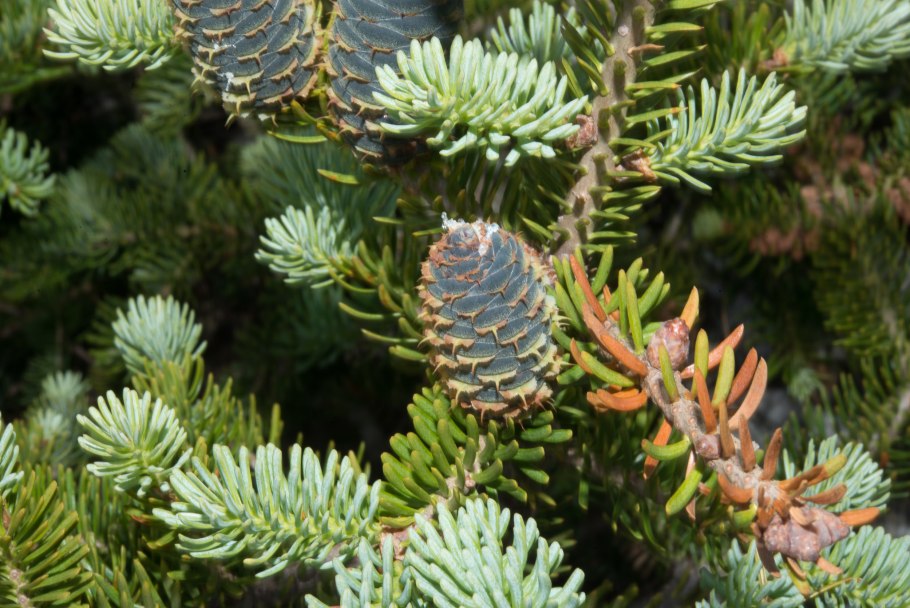 Пихта Фрейзер