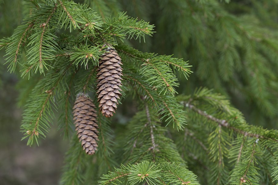 Ель сибирская picea obovata