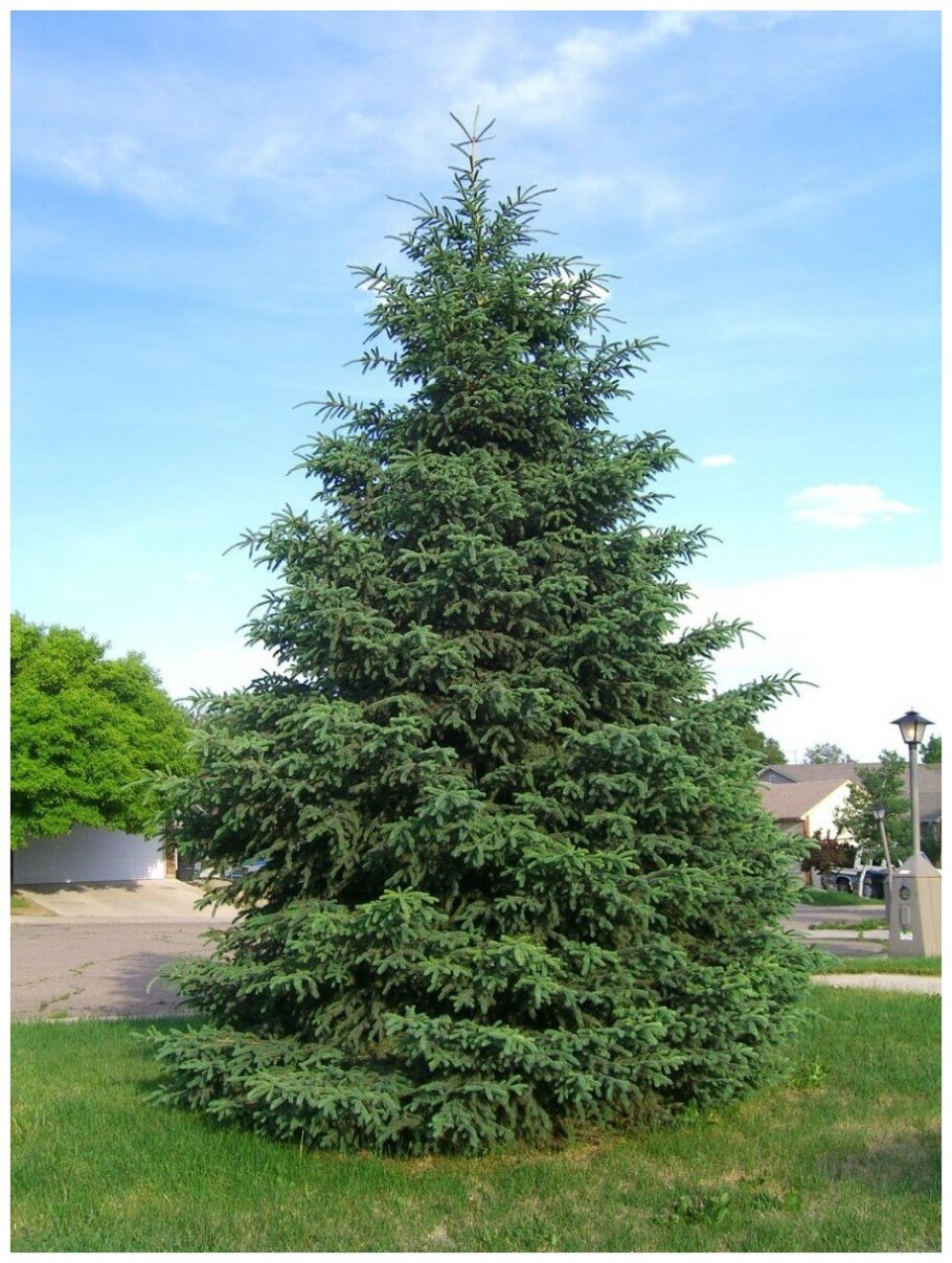Picea Mariana (ель чёрная) Ауреа