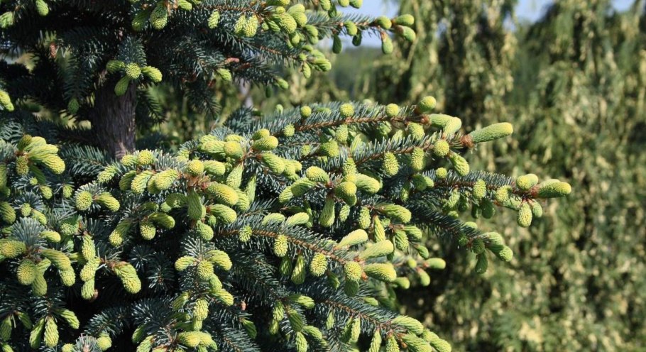 Ель канадская денсата