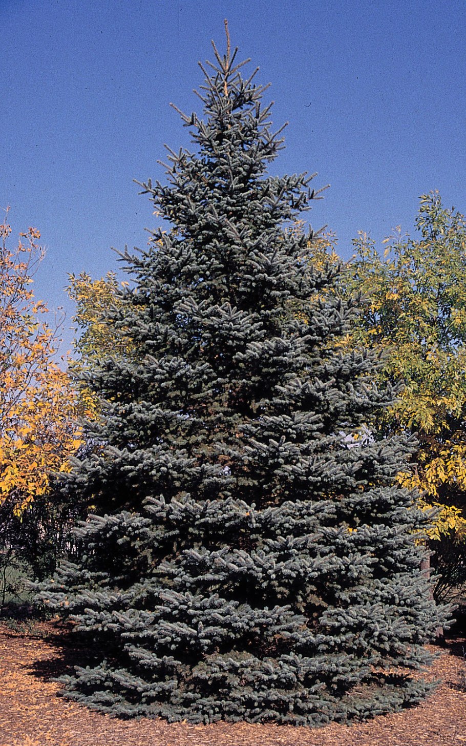 Пихта канадская Спрус