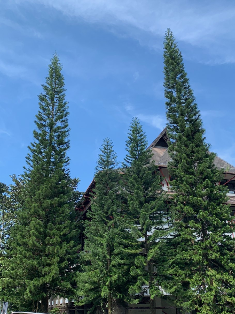 Лиственница Маршлинса