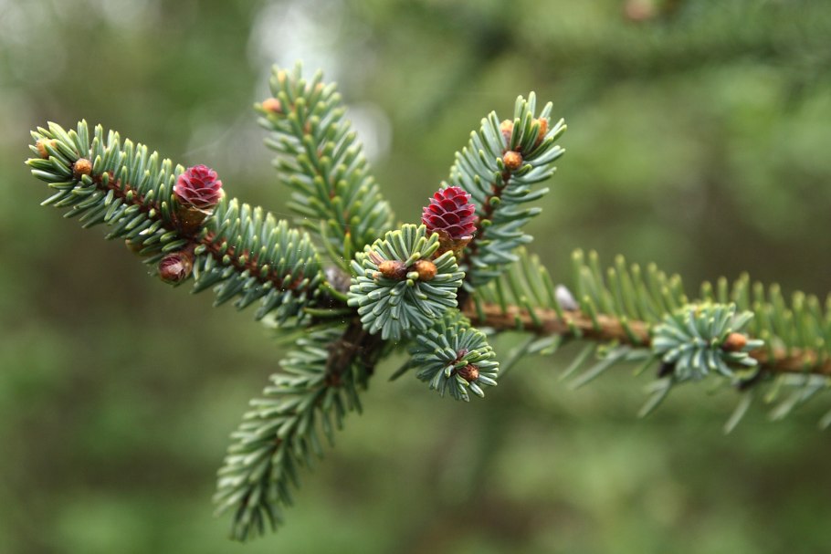 Ель глена (picea glehnii)