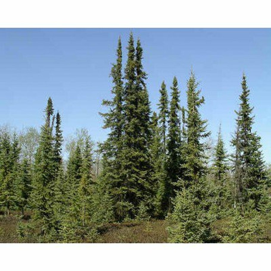 Ель в тайге