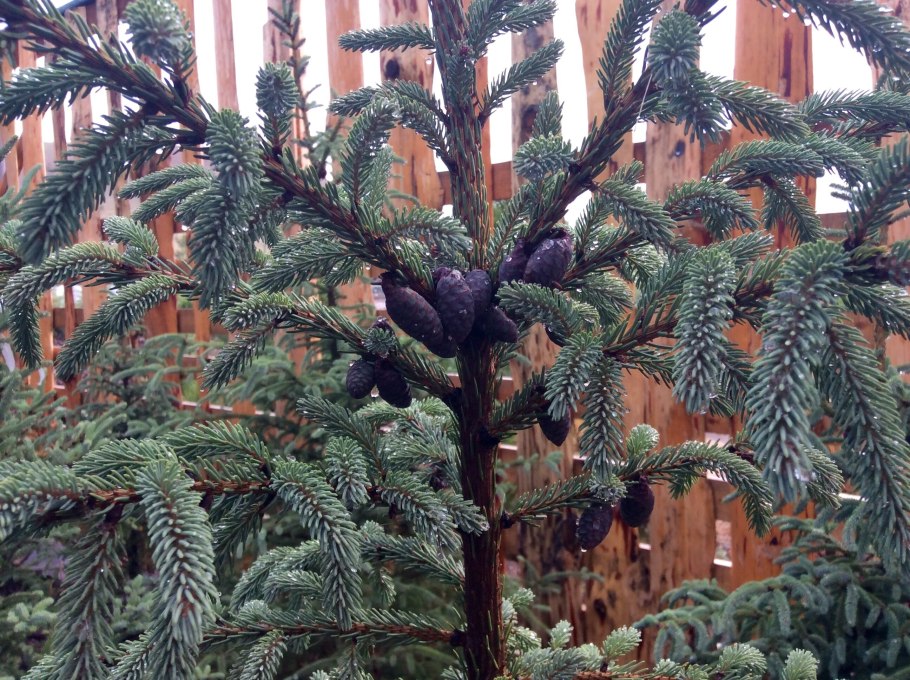 Picea Mariana DOUMETTI