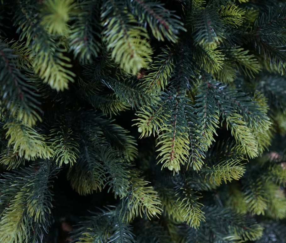 Ель черная (Picea nigra/Mariana Nana c3 20-25)