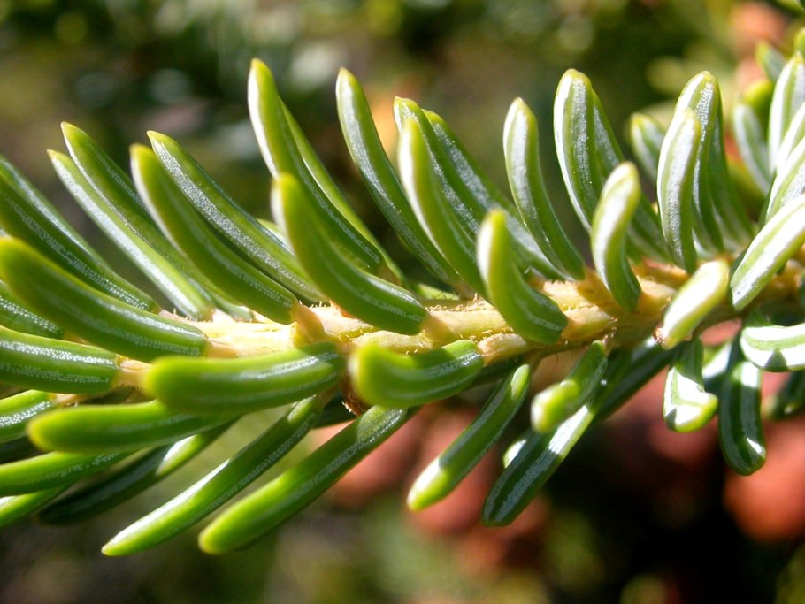 Picea mariana