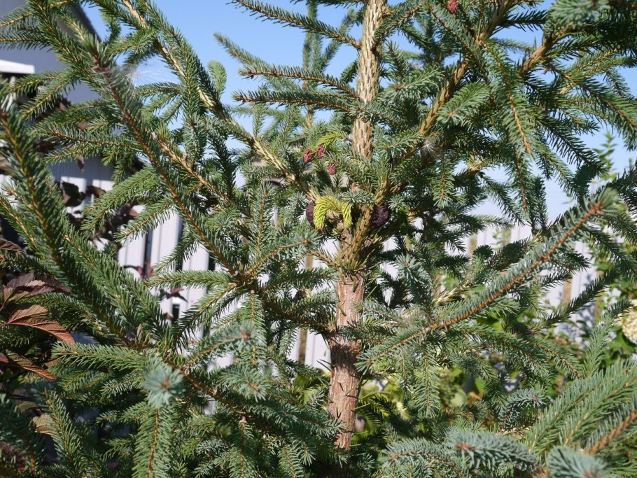 Ель обыкновенная