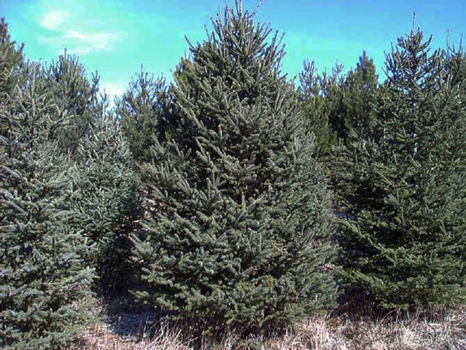 Ель черная Abies nigra