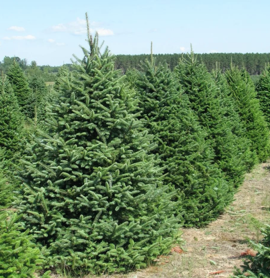 Ель черная Байснери