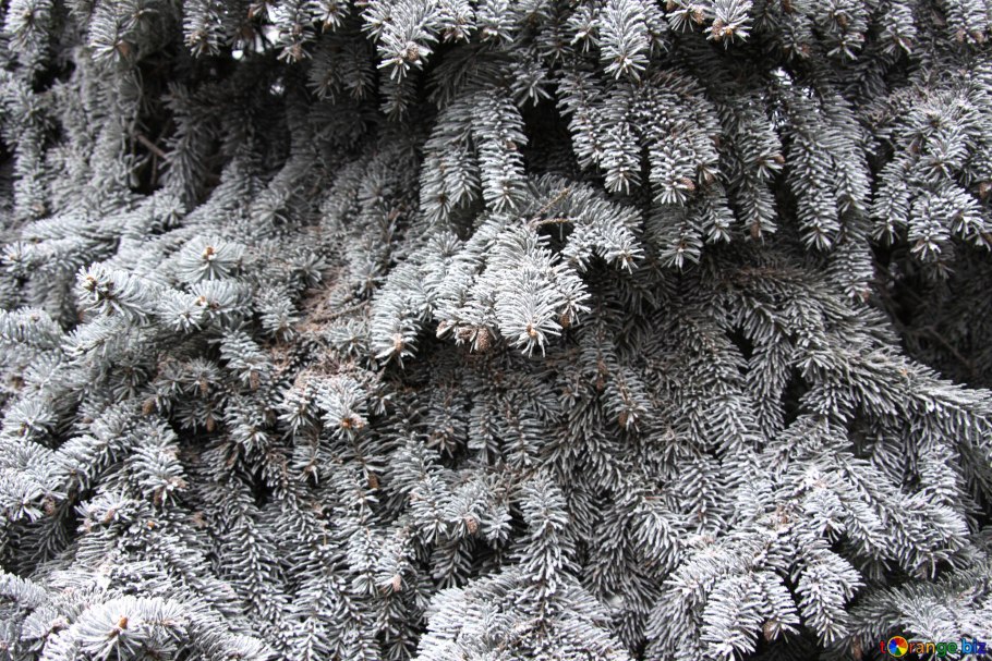 Ель красная picea rubens