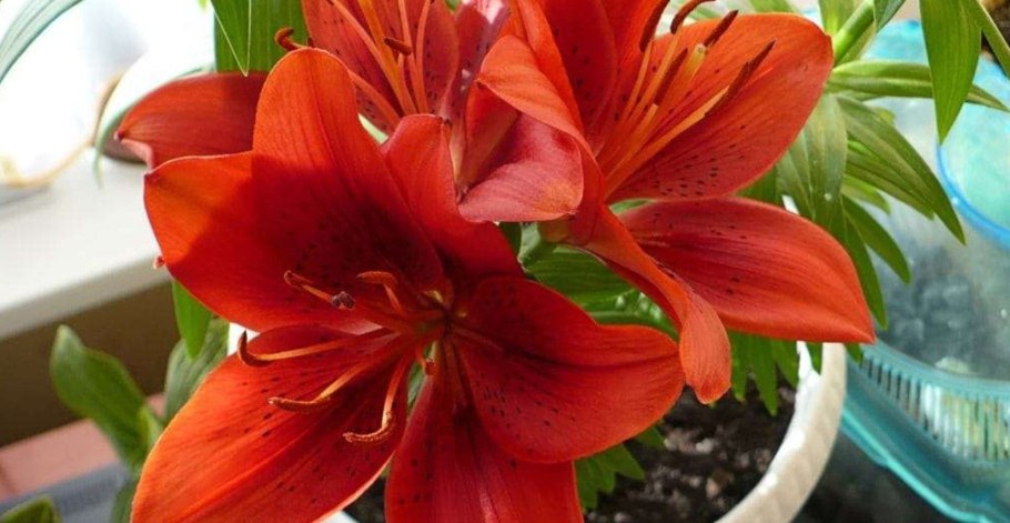Комнатное растение лилия
