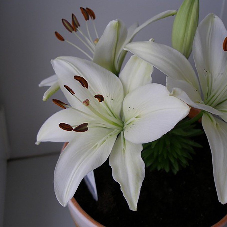 Лилия Апполо комнатная