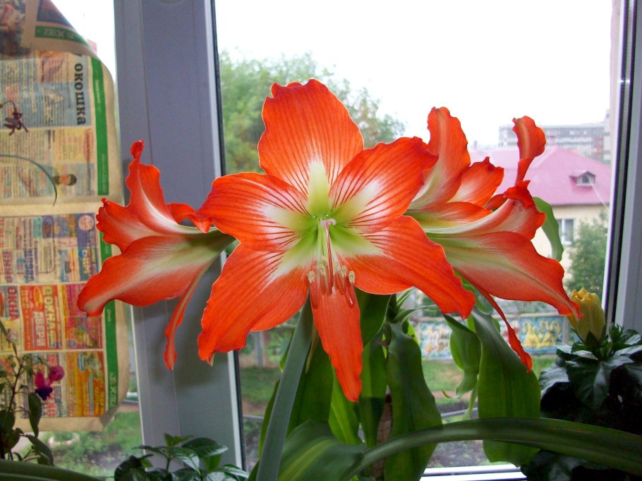 Гиппеаструм амариллис оранжевый