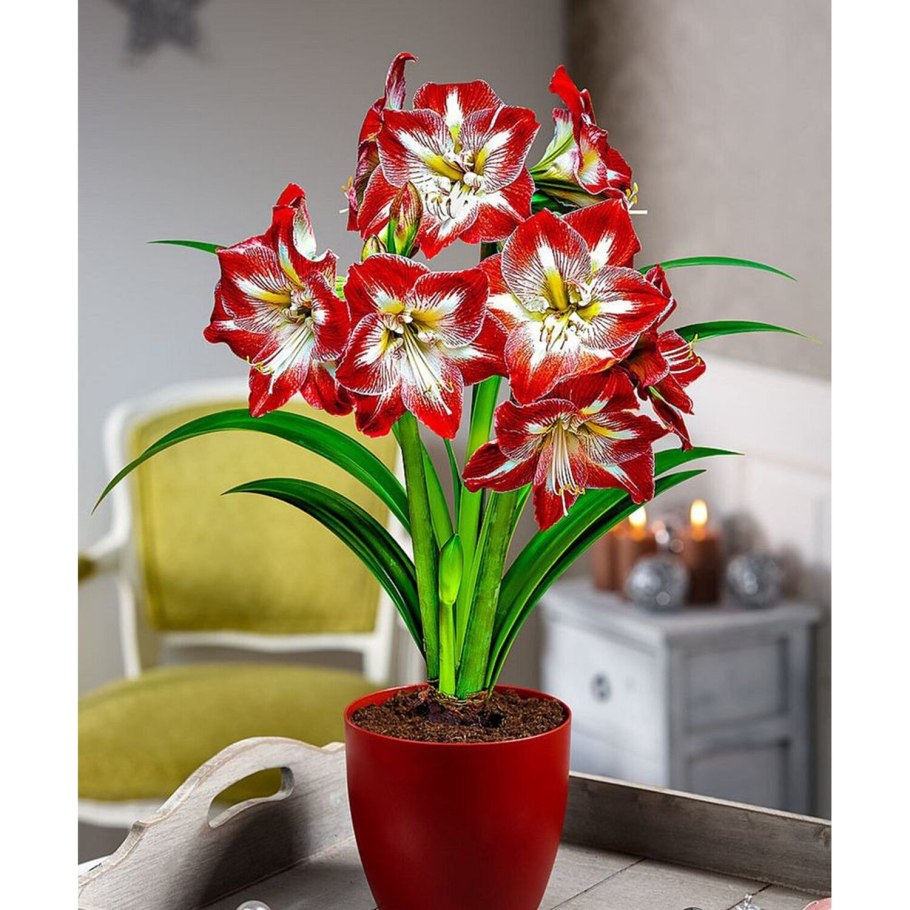 Аспидистра эухарис