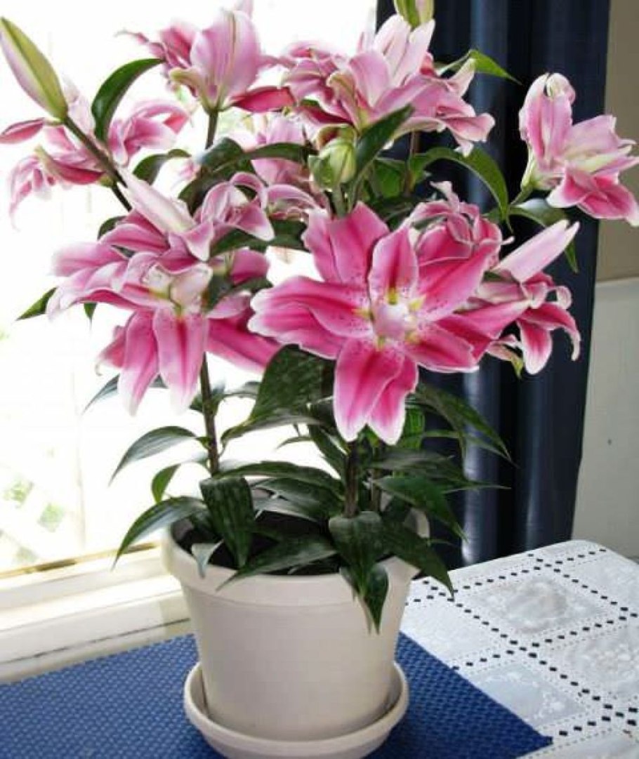 Лилия комнатное растение