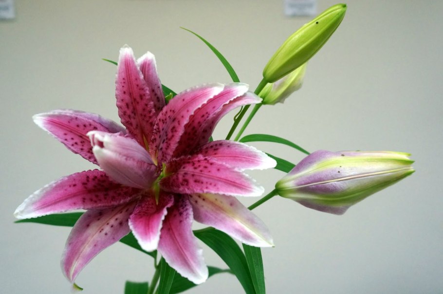 Лилия пурпл харт