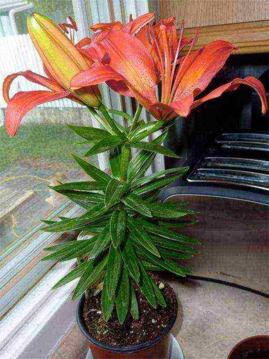 Эухарис, Амазонская Лилия (Eucharis)