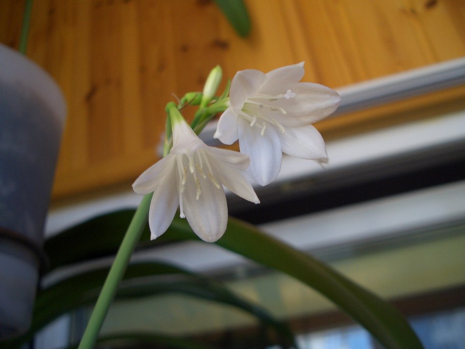 Лилия гиппеаструм