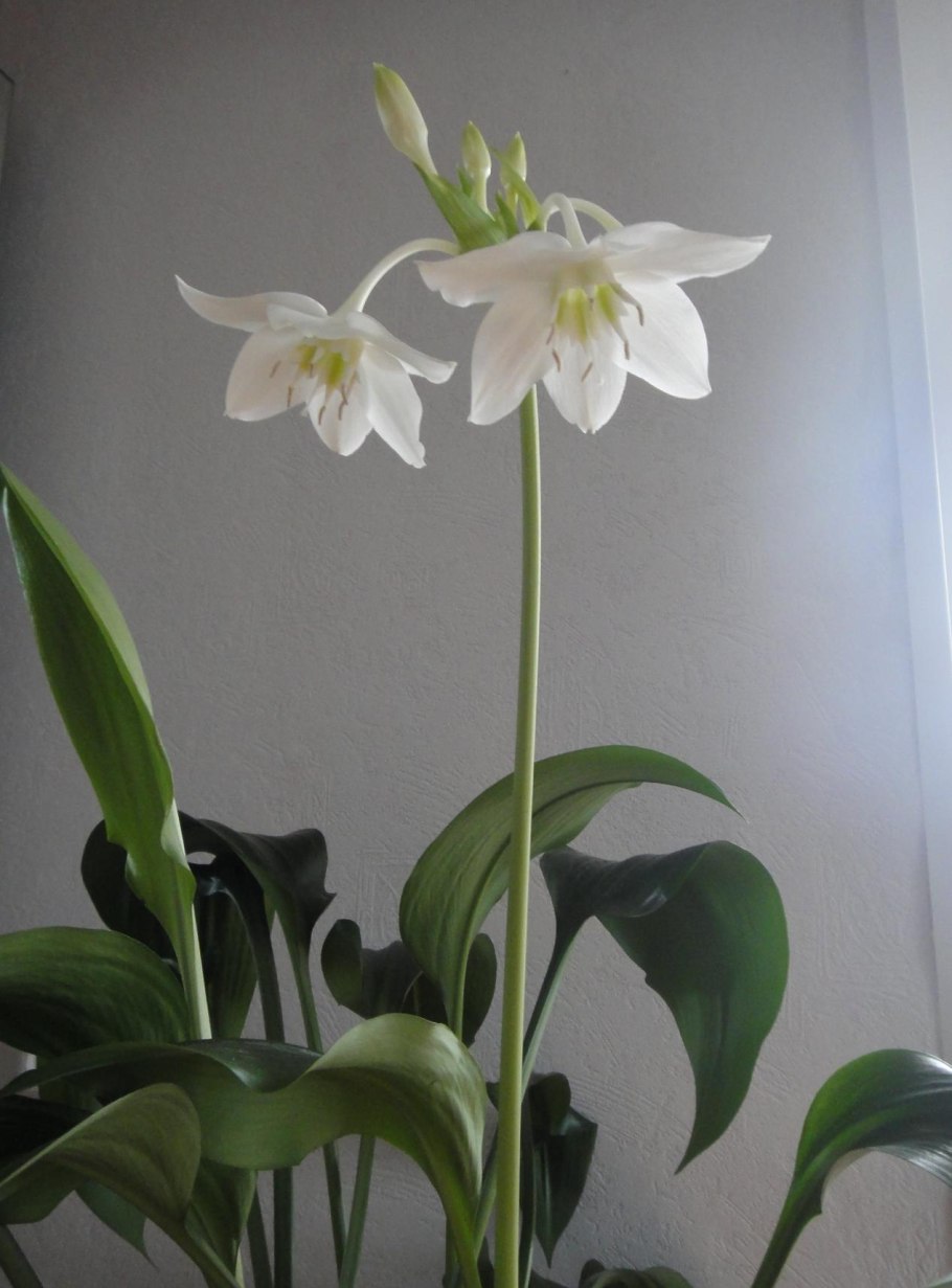 Амариллис Свит нимф