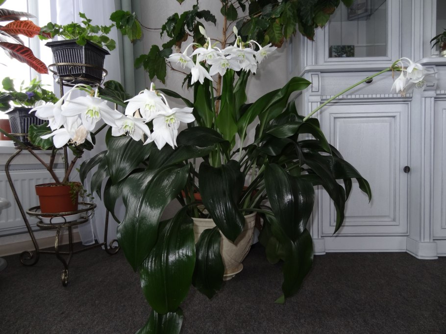 Спатифиллум эухарис