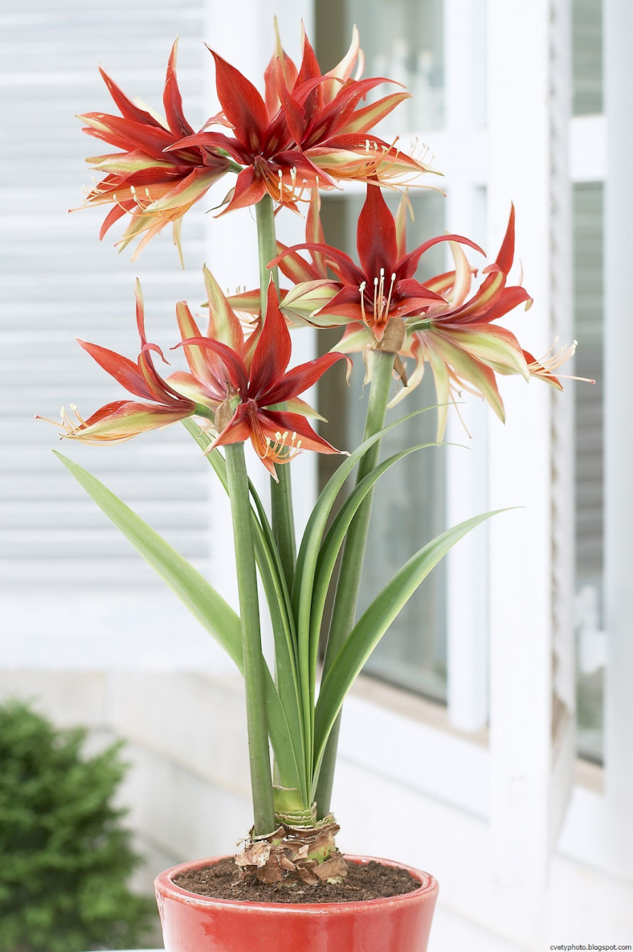 Гиппеаструм амариллис