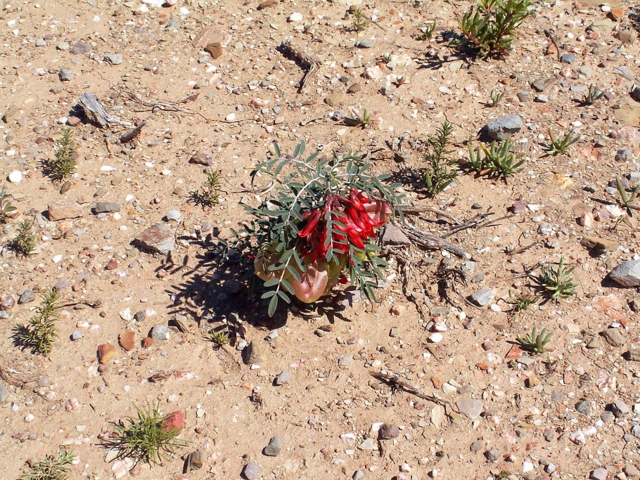 Снежноягодник округлый фолис вариегатис