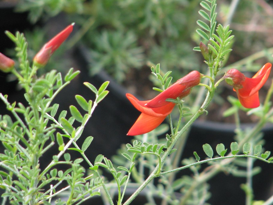 Lessertia frutescens